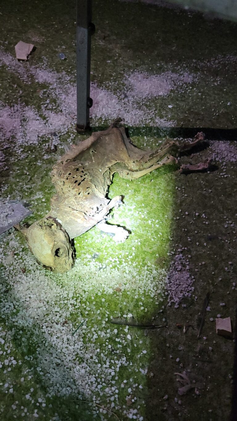 Two Old Houses Next to Each Other 2 1000008442 768x1365