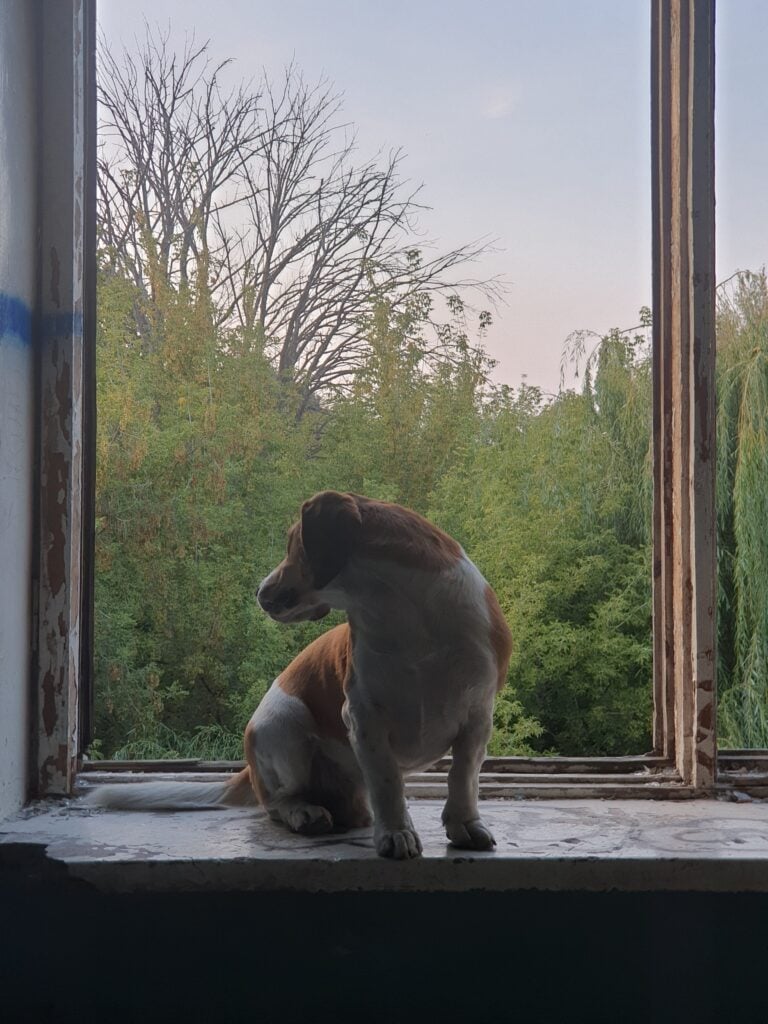 Abbandonato appassionato 1 20200912 183504 768x1024