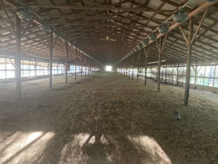 Chicken house 3 IMG 2119 768x576